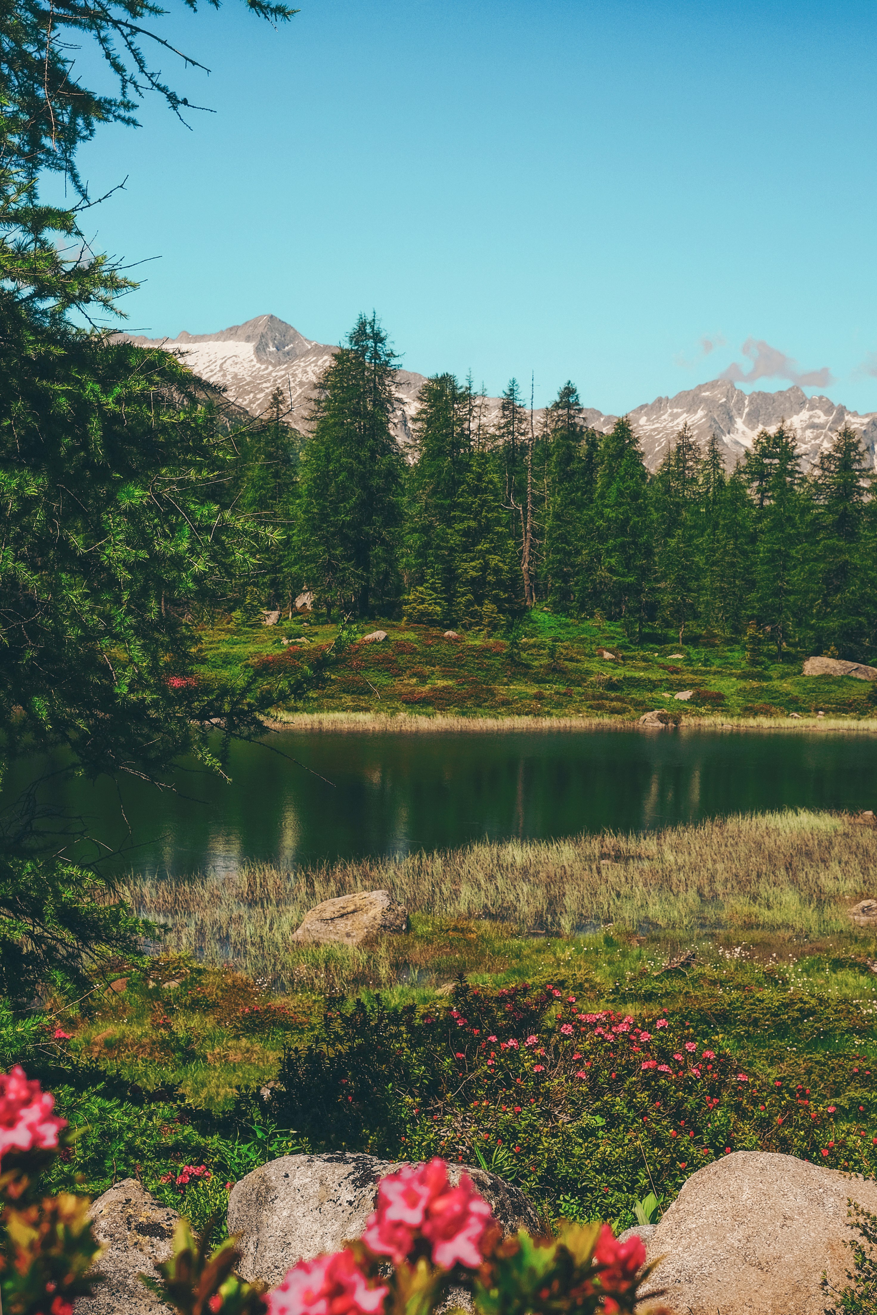 photo of river between trees and grass